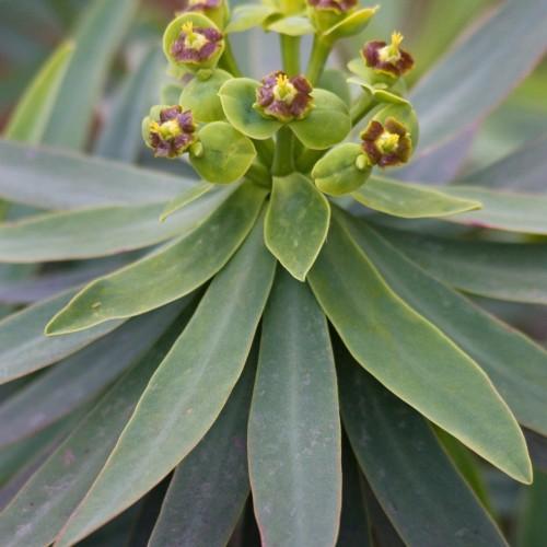 purple-lime flowers with yellow stamens, green leaves and lime stems