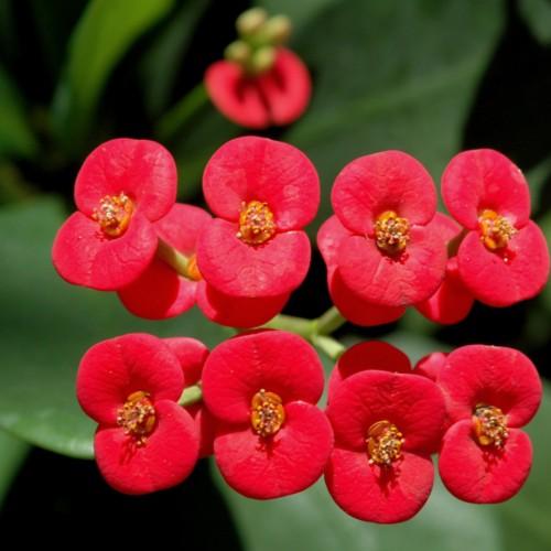 red flowers with orange center, green foliage and lime stems