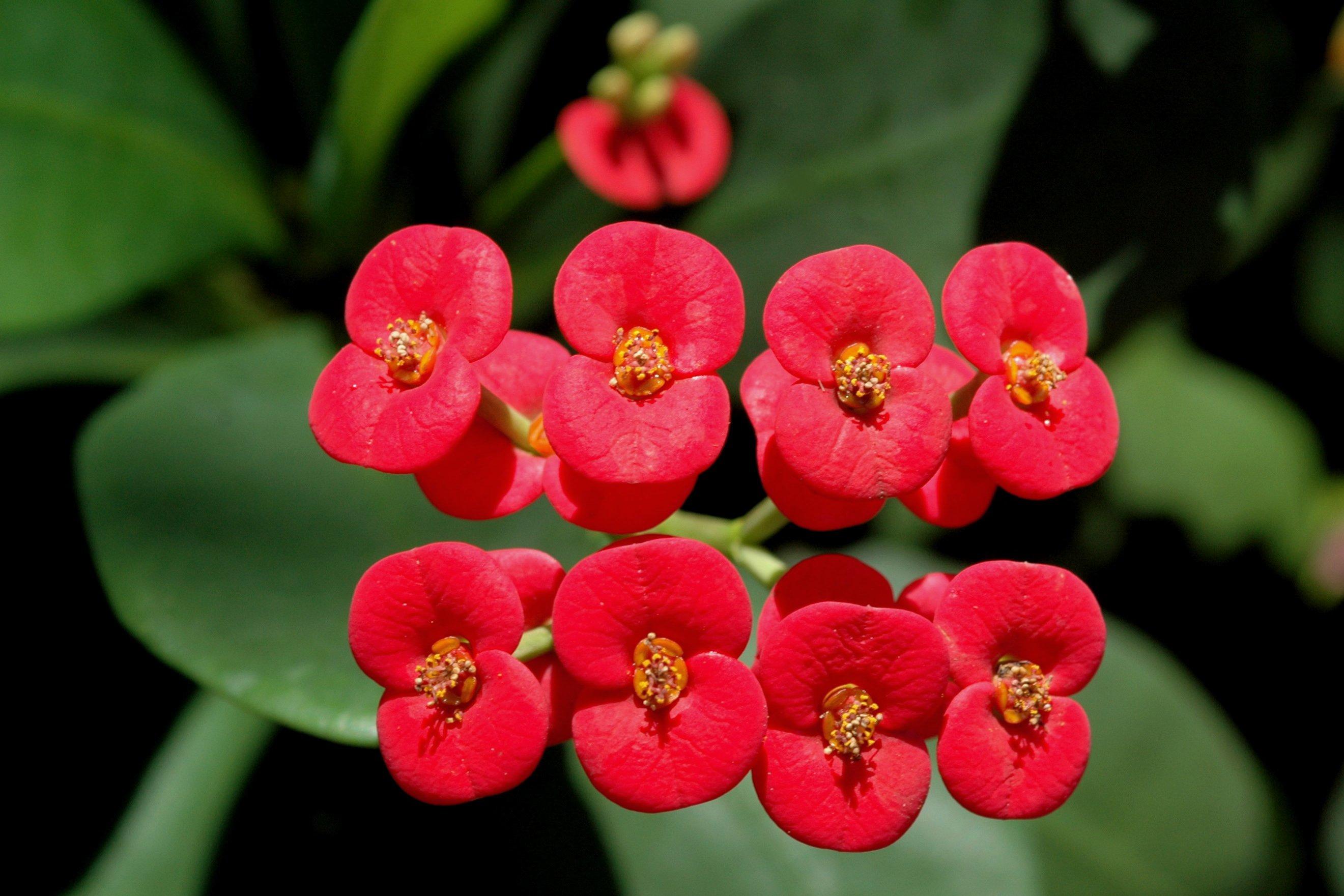 red flowers with orange center, green foliage and lime stems 
