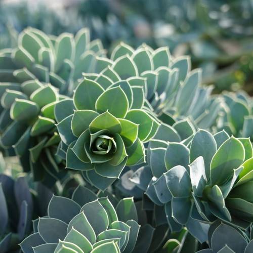 green leaves
