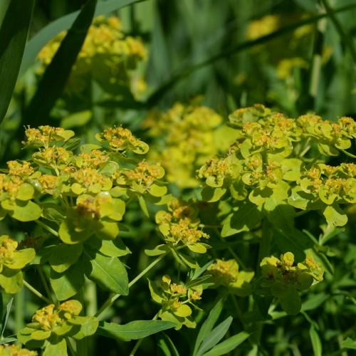 lime-orange flowers with lime-green foliage and stems