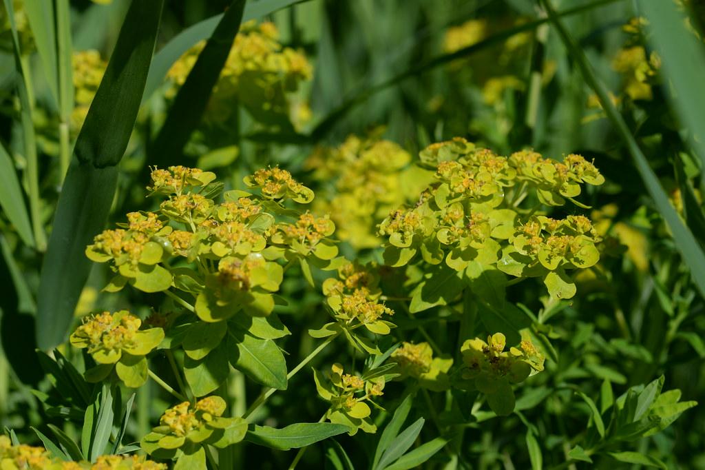 lime-orange flowers with lime-green foliage and stems 