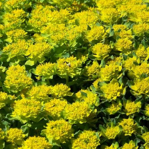 yellow flowers with lime-green foliage and stems