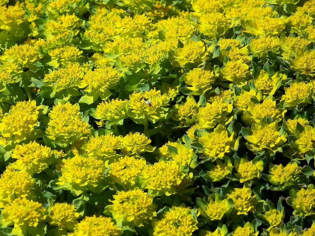 yellow flowers with lime-green foliage and stems 