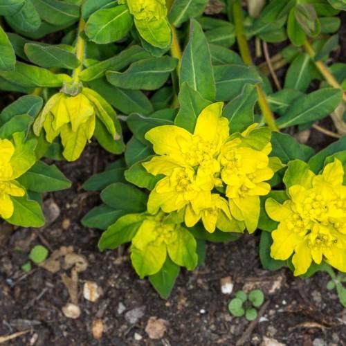 yellow flowers with yellow center, green leaves and lime-red stems