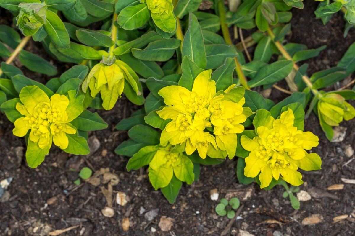 yellow flowers with yellow center, green leaves and lime-red stems 