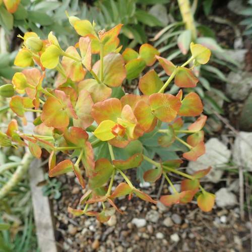 yellow-reddish flowers with green stems and yellow stigmas
yellow-red flowers and yellow-red leaves on yellow petioles and stems