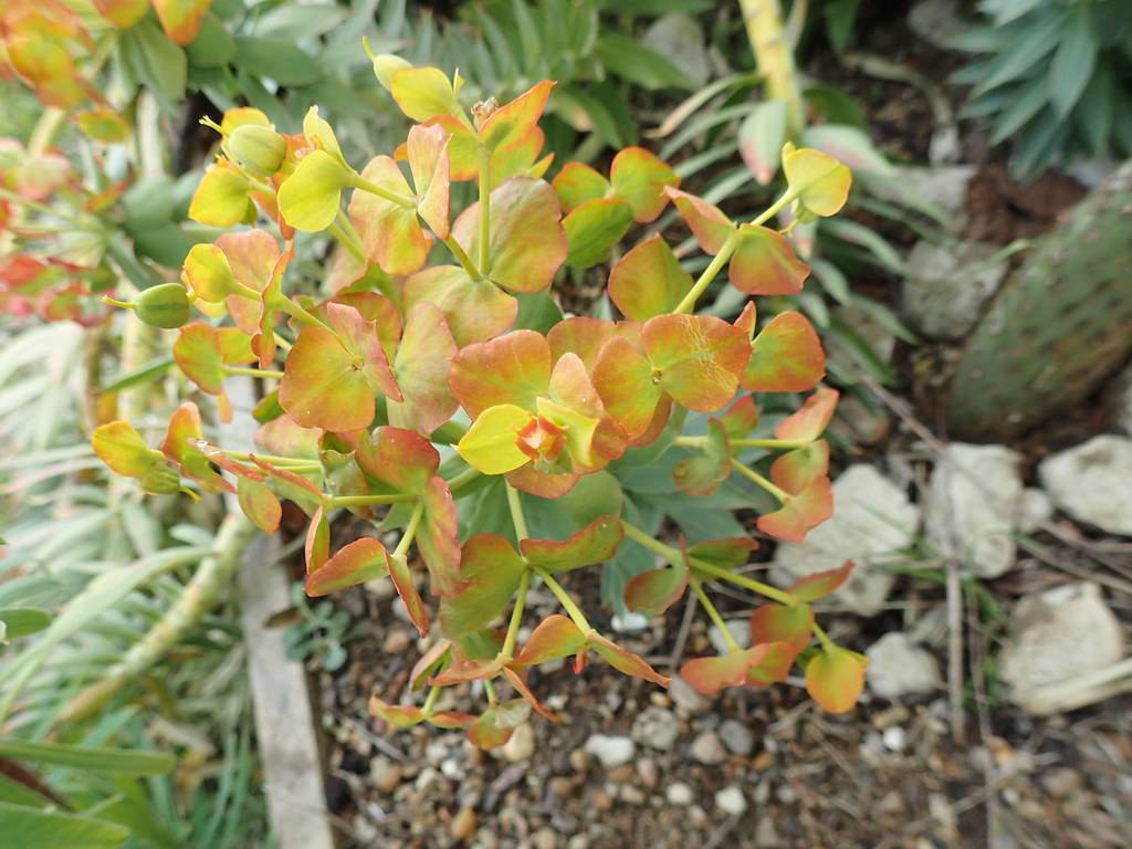 yellow-reddish flowers with green stems and yellow stigmas 
yellow-red flowers and yellow-red leaves on yellow petioles and stems