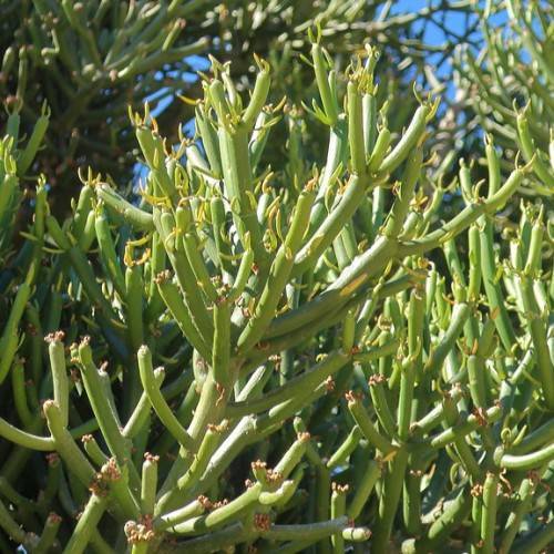 slender, cylindrical, green and succulent, smooth texture stems
yellow-green branches with yellow-green needles