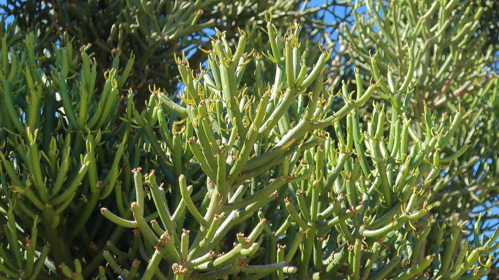 slender, cylindrical, green and succulent, smooth texture stems
yellow-green branches with yellow-green needles