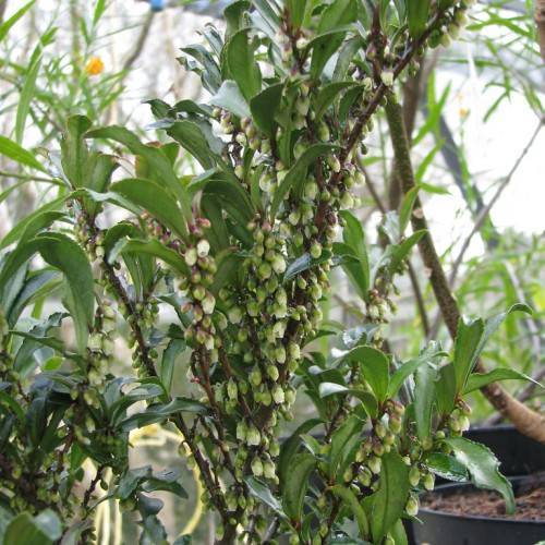white-green fruits, dark-green leaves on brown branches