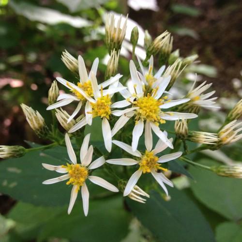white flowers with yellow stamens, center, off-white buds, green leaves and stems
