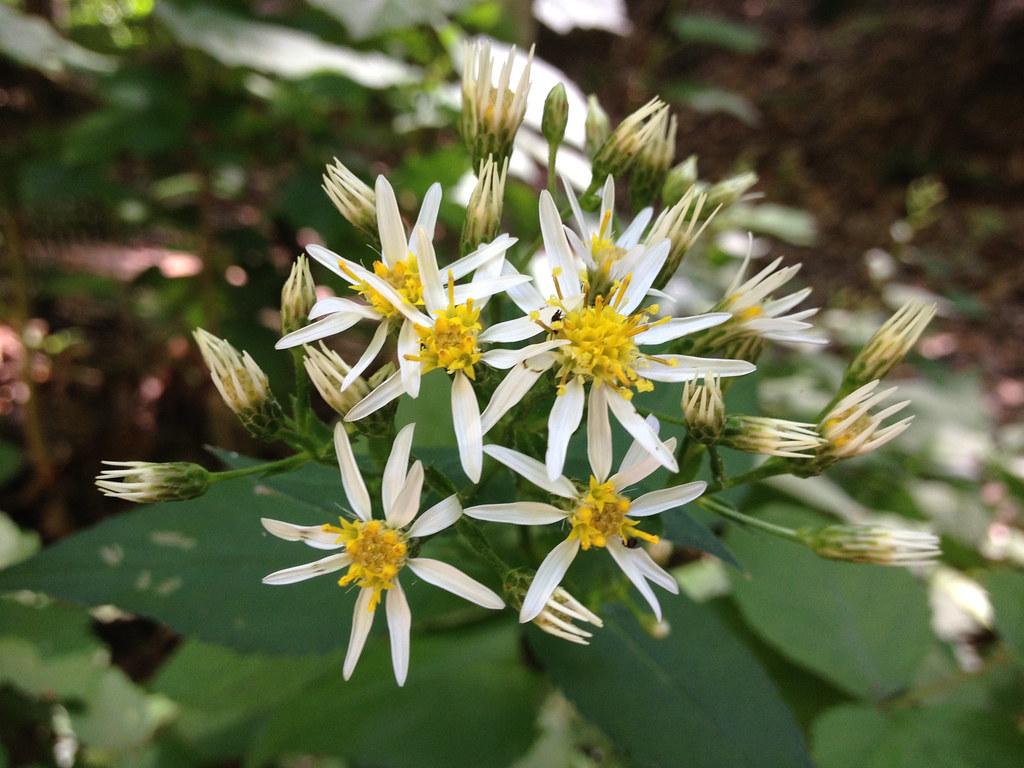 white flowers with yellow stamens, center, off-white buds, green leaves and stems
