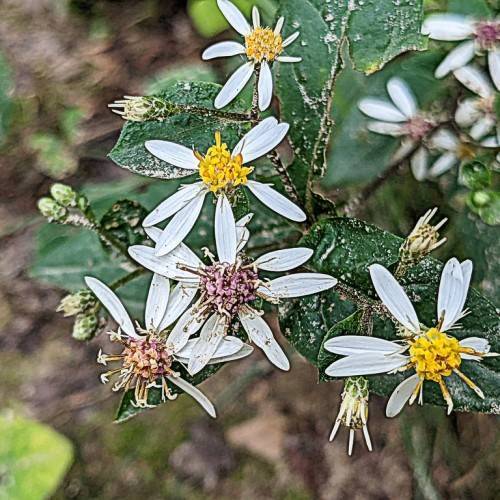 white flowers with yellow-purple center, dark-green leaves, green-white buds on brown stems