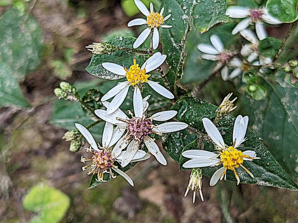 white flowers with yellow-purple center, dark-green leaves, green-white buds on brown stems