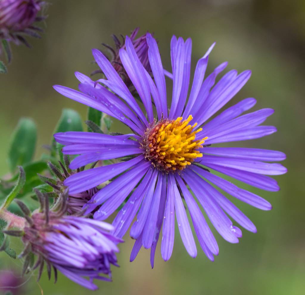 purple-blue flowers with yellow-purple center, violet sepals and green leaves