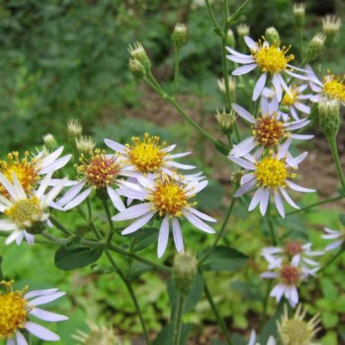 white, daisy-like flowers with yellow-brown stamens and dark green leaves and stems