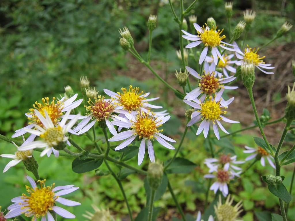 white, daisy-like flowers with yellow-brown stamens and dark green leaves and stems