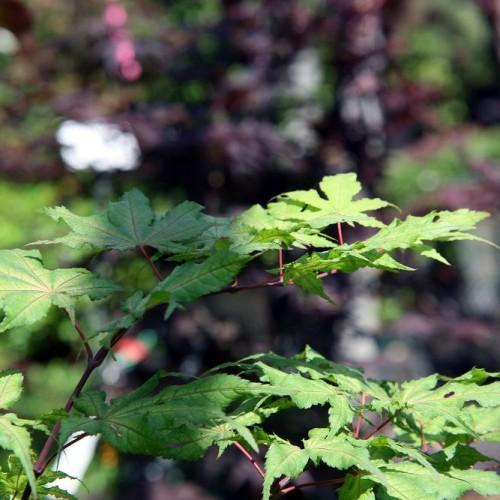 yellow-green leaves with pink veins and stems