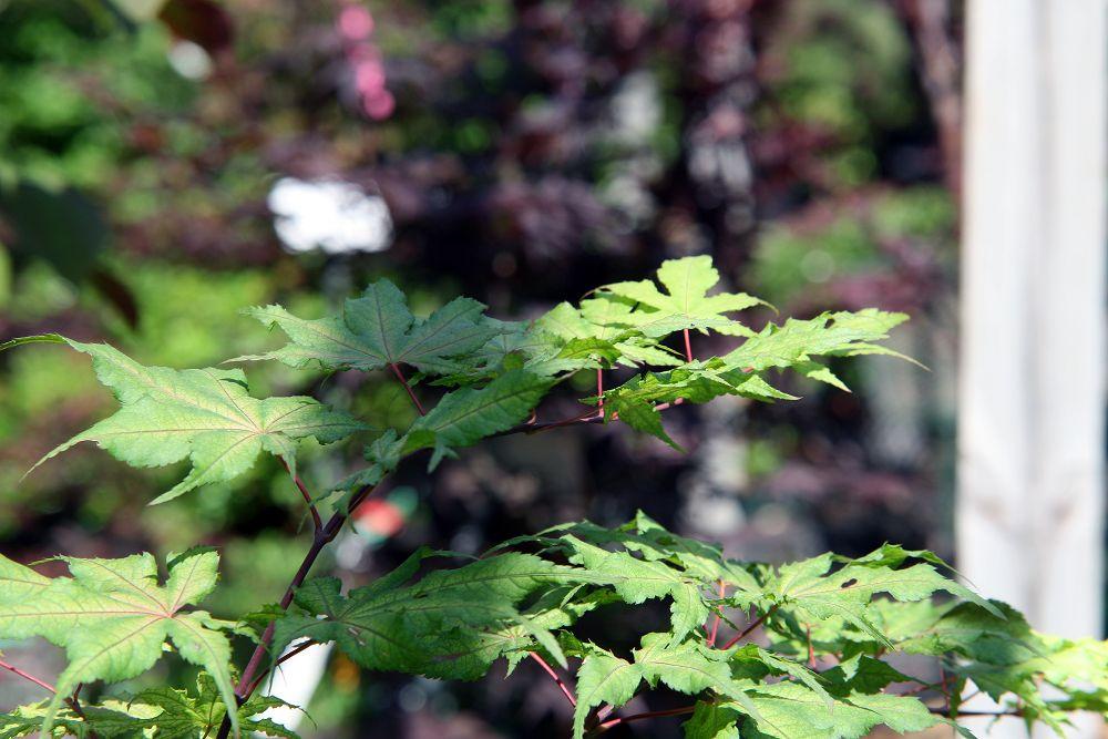 yellow-green leaves with pink veins and stems