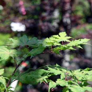 Plant Thumbnail