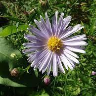 Lavender flower with yellow center, purple buds and green leaves and sepal.