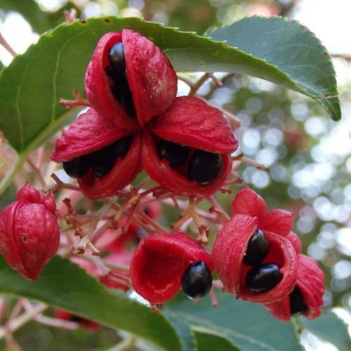 red flowers with red sepals, black colored seed like fruits, and green, toothed leaves