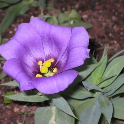 violet flowers with yellow anthers and green leaves