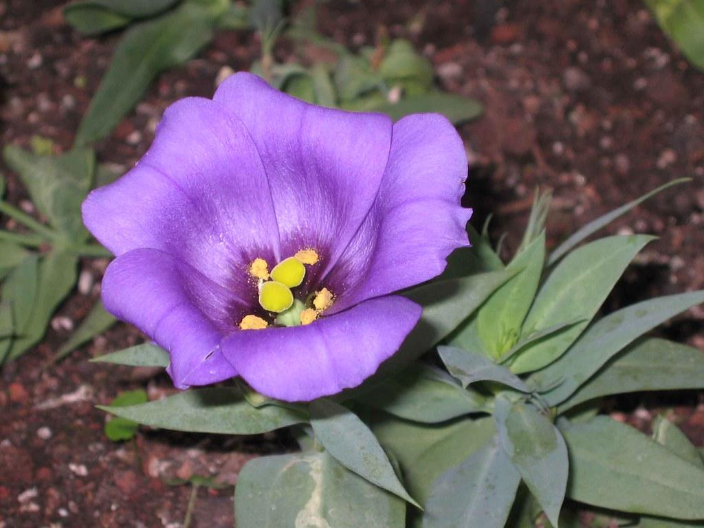 violet flowers with yellow anthers and green leaves