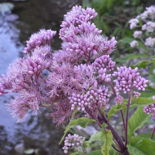 light-purple flowers with buds, green leaves and purple stems