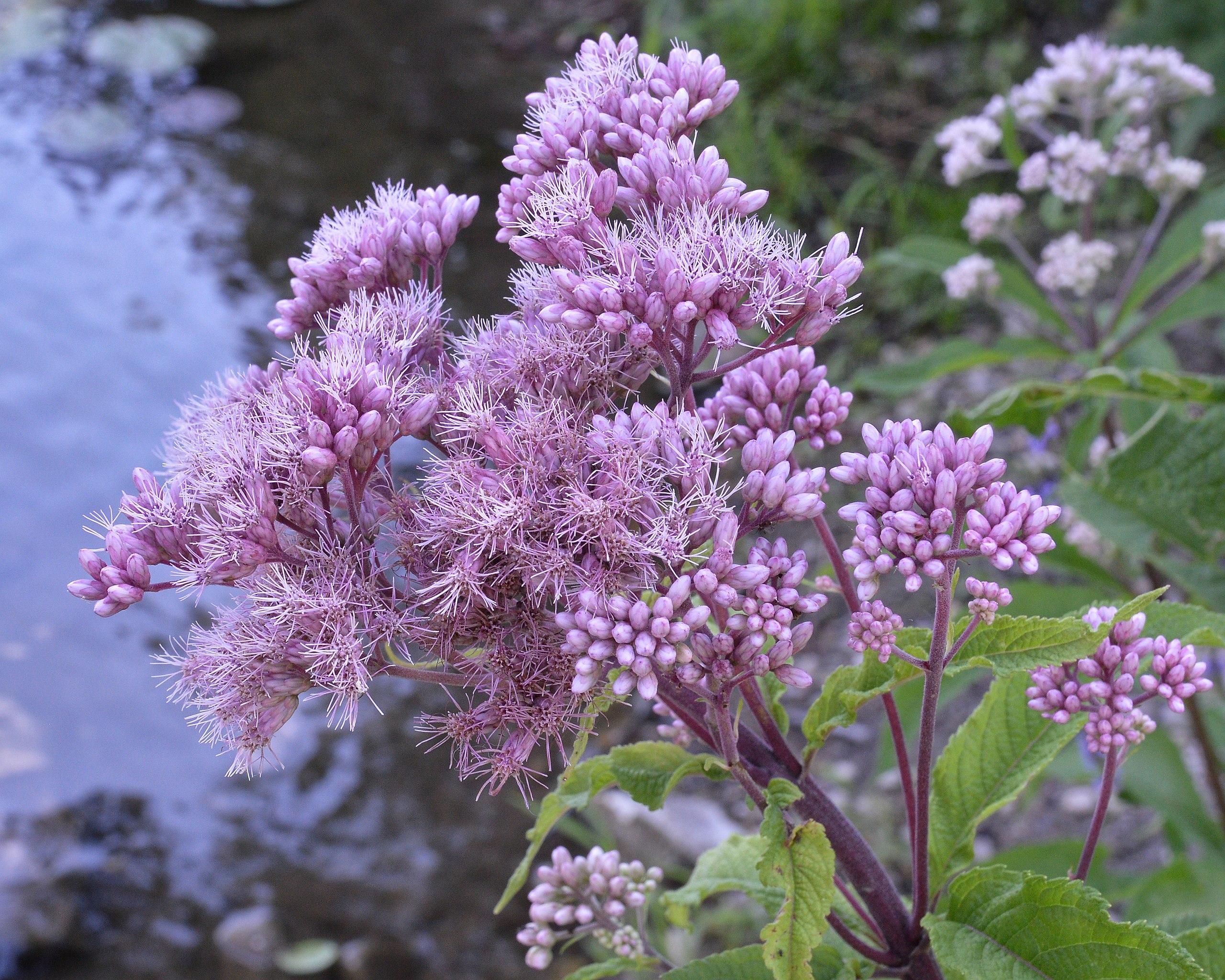 light-purple flowers with buds, green leaves and purple stems 