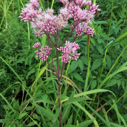 Pink flowers with buds, white stamen, green leaves, burgundy stems and branches,