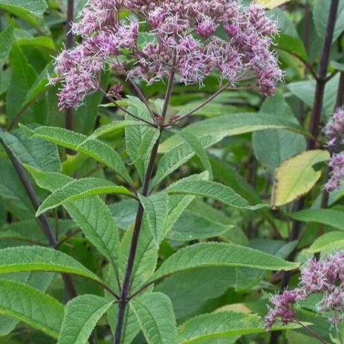 purple-pink flowers with green-lime leaves and burgundy-brown stems