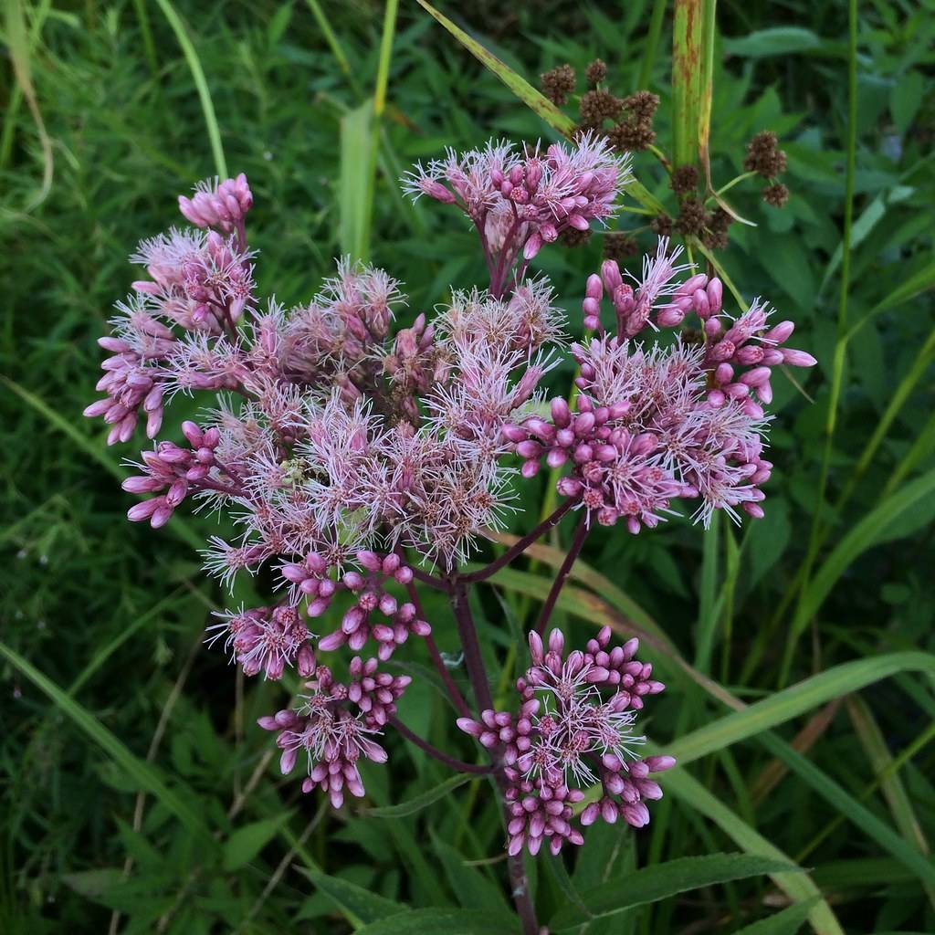 cluster of purple-colored fern-like flowers along violet stem and green leaves