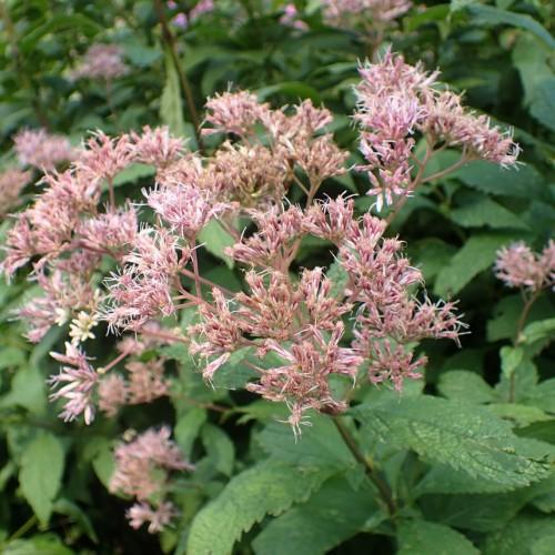 pink-beige flowers with pink petioles, green leaves and green-brown stems 