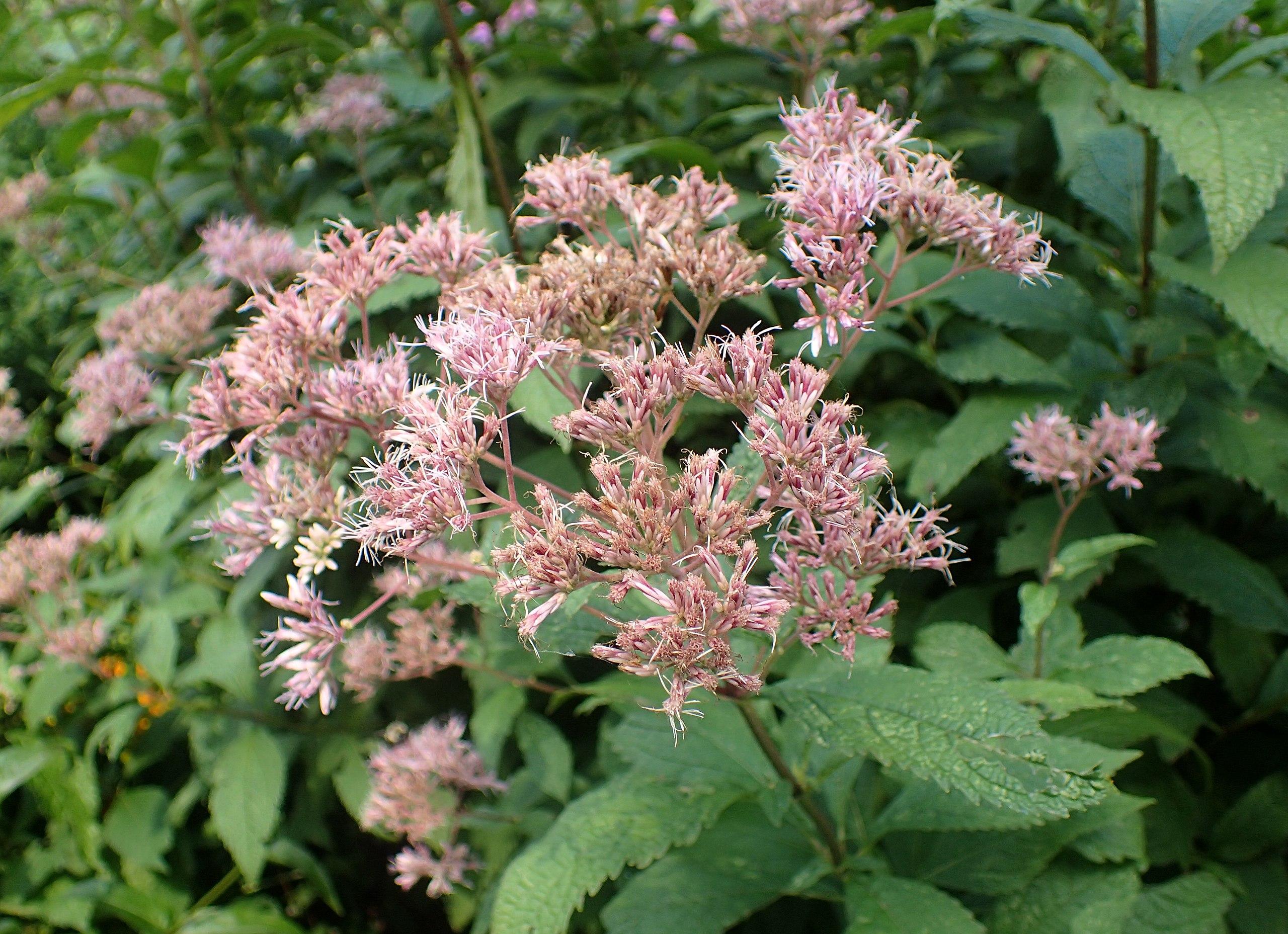 pink-beige flowers with pink petioles, green leaves and green-brown stems 