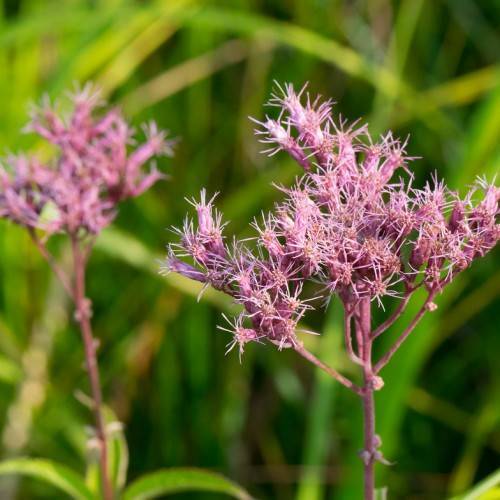 purple colored flowers cluster with fern-like feathery shape and purple stem