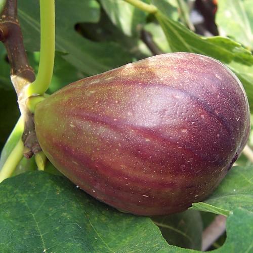 a purple-lime fruit with green leaves and lime-brown stem