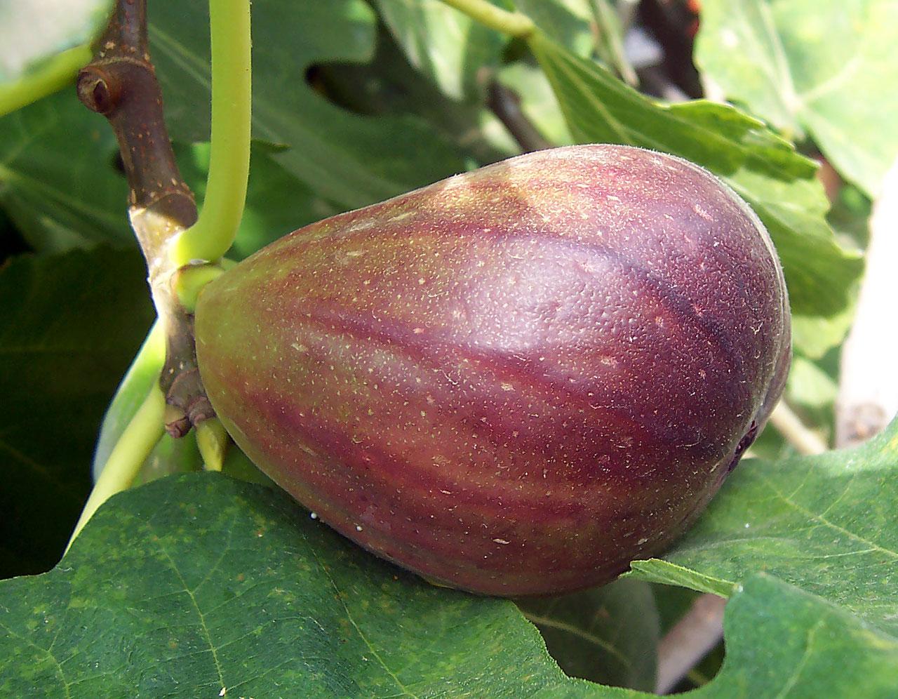 a purple-lime fruit with green leaves and lime-brown stem