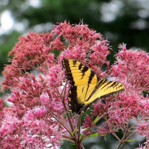 cluster of pink, fern-like flowers with pinkish green stems and a butterfly setting on it
