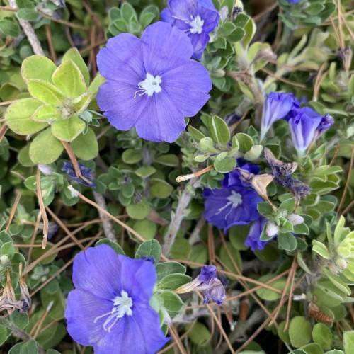 blue flowers with white center and stamens with fleshy, green, small leaves and gray-green stems