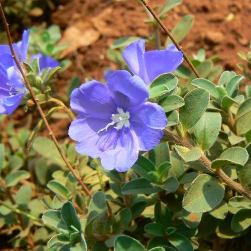 blue flower with white small flower and stamens inside, green leaves, and brown woody stems