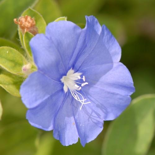 light-blue flowers with white stamens, center and lime leaves