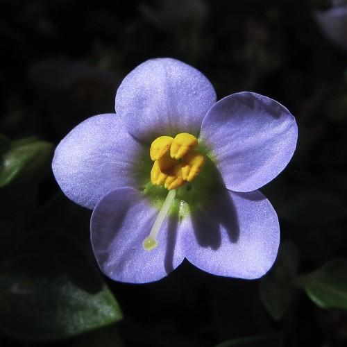 light-blue flower with yellow stamens, white style, yellow-lime stigma and dark-green leaves