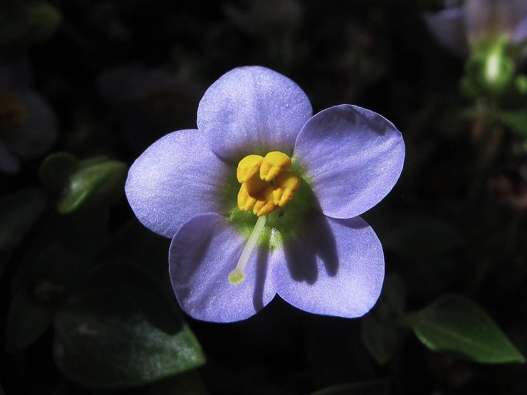 light-blue flower with yellow stamens, white style, yellow-lime stigma and dark-green leaves