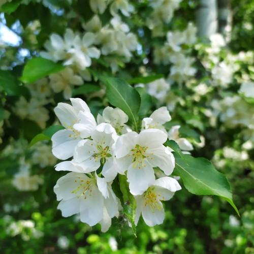 white flowers with yellow filaments, yellow-brown anthers and green leaves