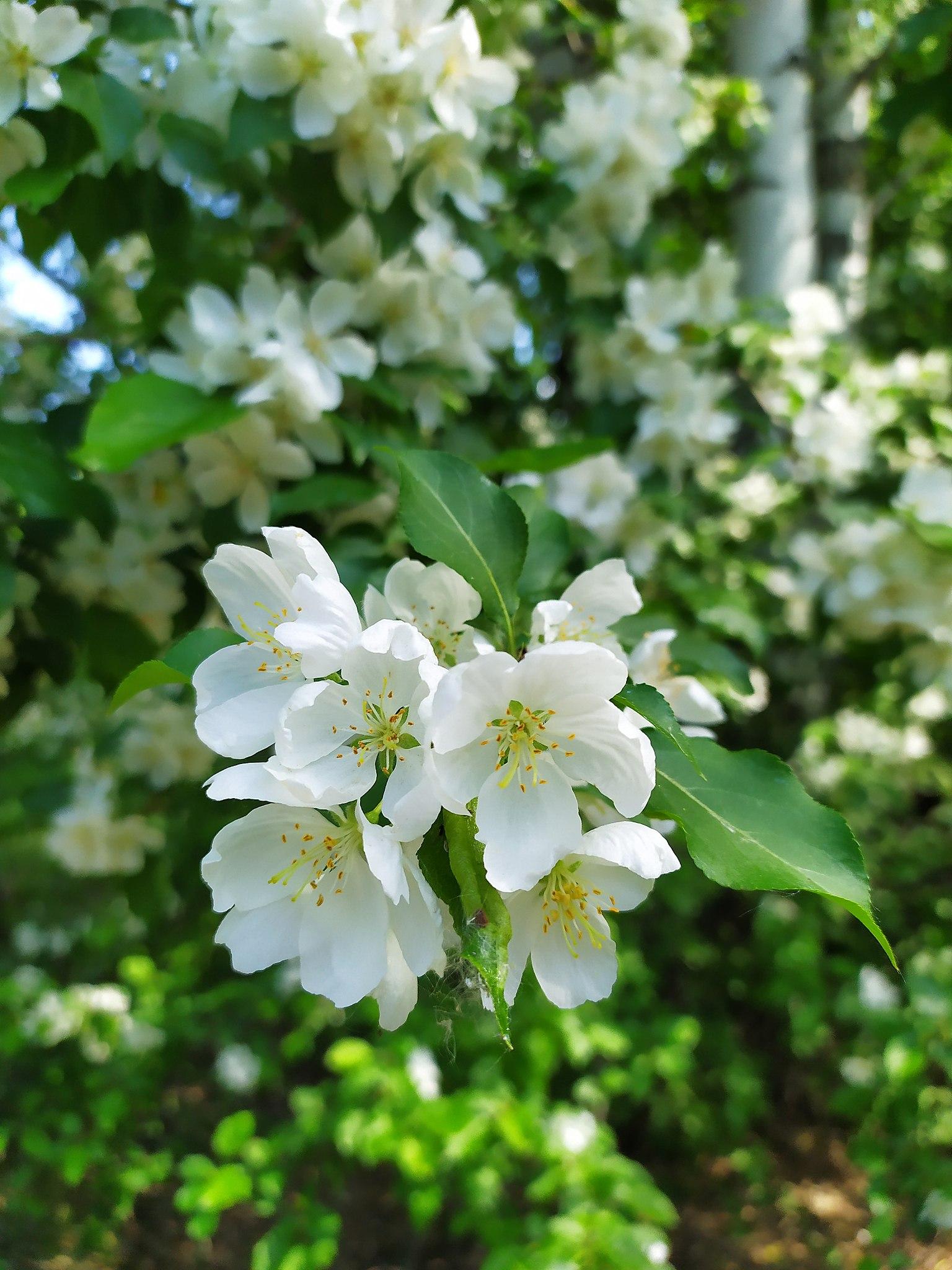 white flowers with yellow filaments, yellow-brown anthers and green leaves