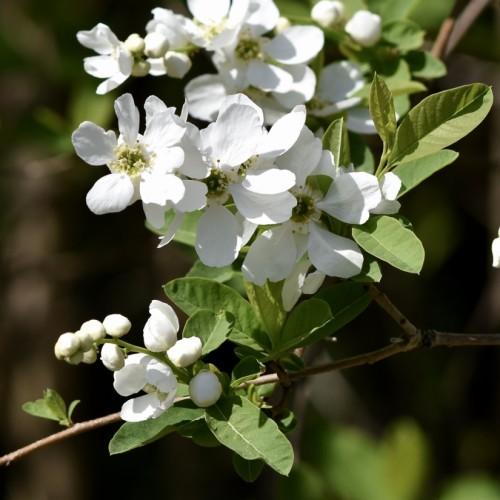 white flowers with olive center, off-white stamens, olive-green leaves and brown branches