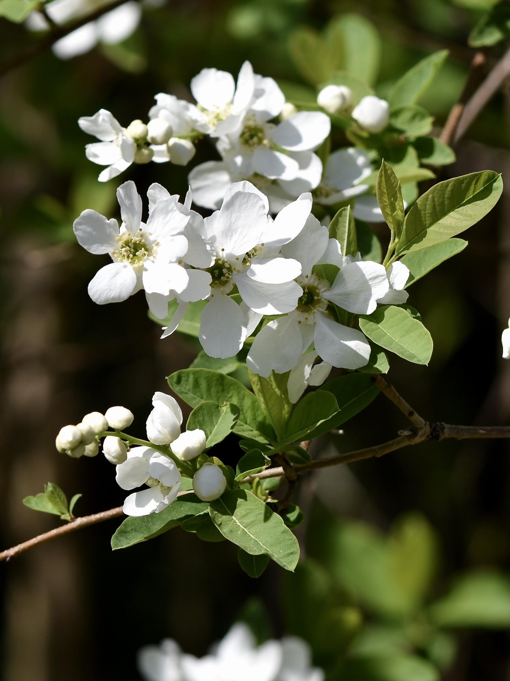 white flowers with olive center, off-white stamens, olive-green leaves and brown branches