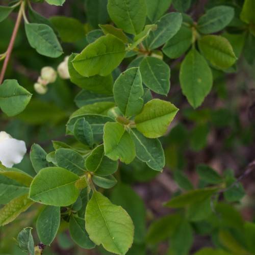 small, ovate-shaped, green leaves with brown stems
